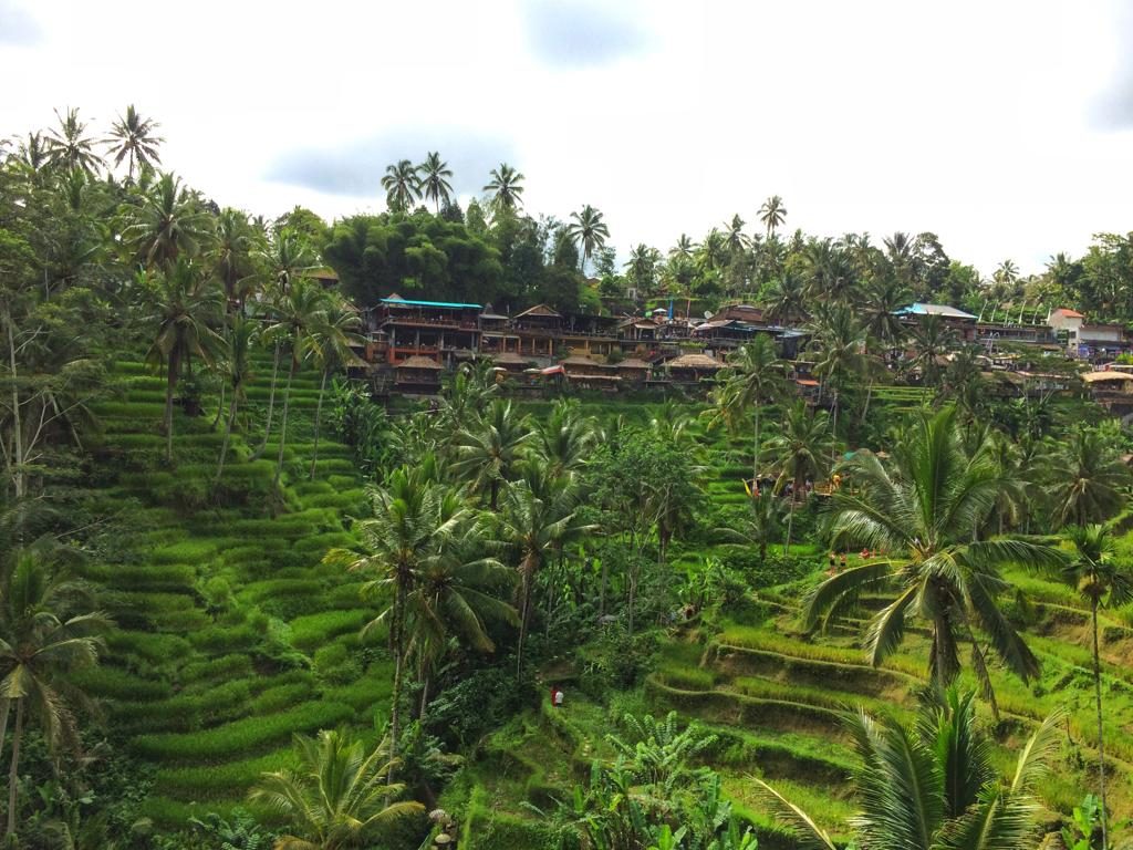 Lagi Hits Wisata Alam Tegalalang Rice Terrace Di Ubud 