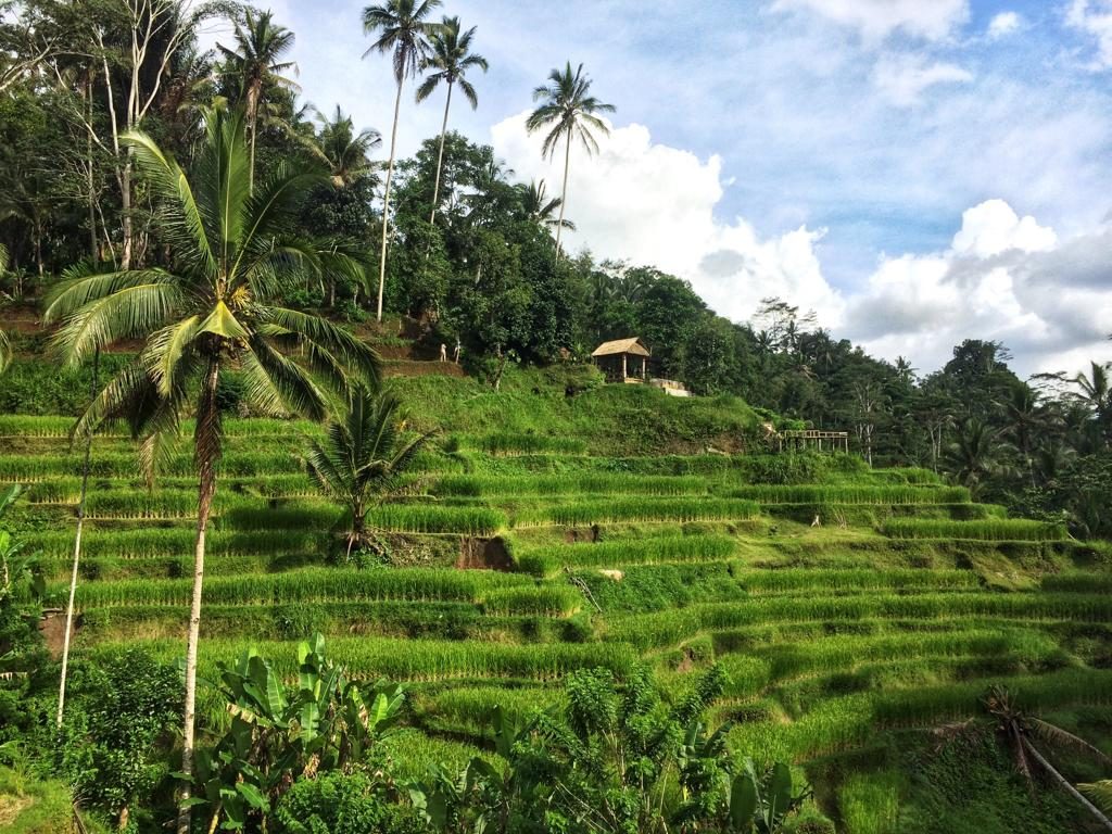 Lagi Hits! Wisata Alam Tegalalang Rice Terrace Di Ubud Bali | Yukkuy