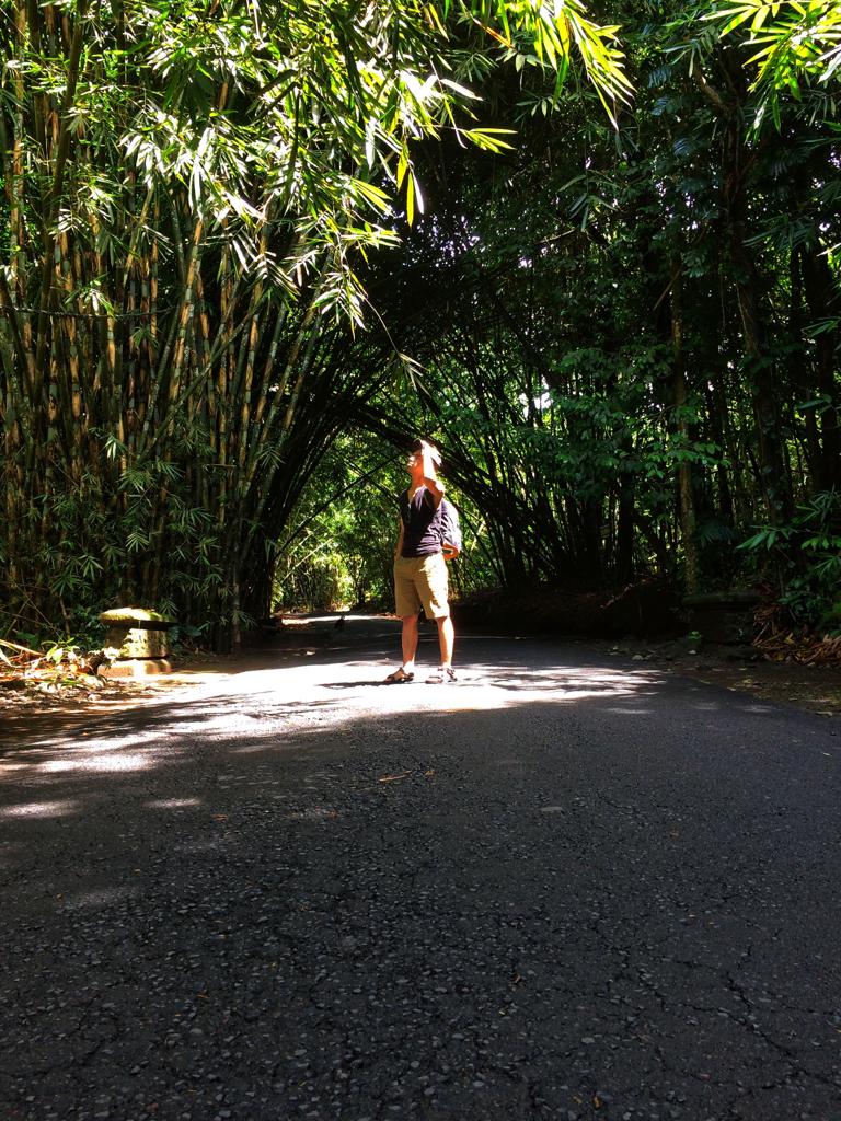 Hutan BAmbu Desa Adat Wisata Penglipuran Bali Instagramable
